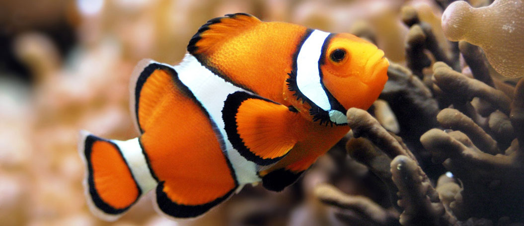 出色的ddos网页端