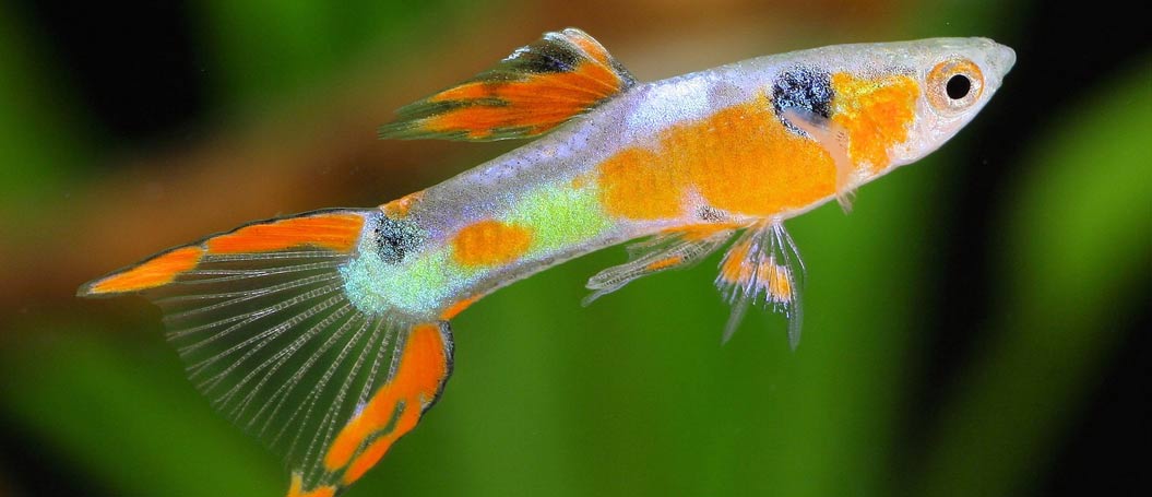 在线DDOS平台攻击