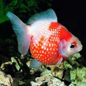 让业务更顺畅的ddos网页端